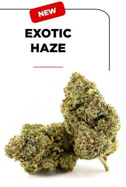 EXOTIC HAZE – Premium kanapių žiedai (Aukščiausia kokybė)